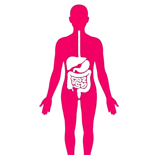 digestive removebg preview
